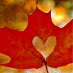Gratitude - the heart of Thanksgiving